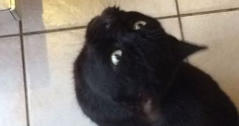 camille pet sitter à SCY CHAZELLES 57160_3