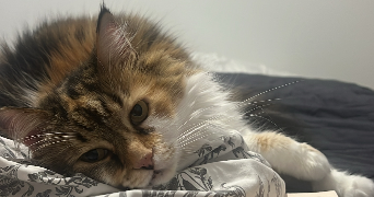 margot pet sitter à VILLENAVE D ORNON 33140_6