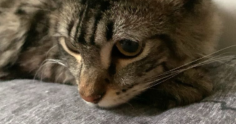 maeline pet sitter à MONTATAIRE 60160_2