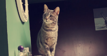 elodie pet sitter à Mérignac  33700_0