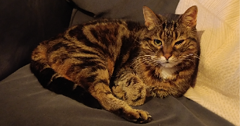 emilie cat sitter à LE HAVRE 76600_5