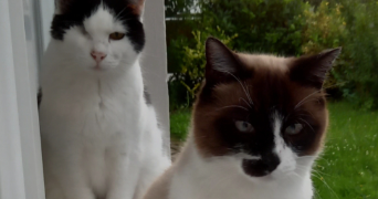 solene pet sitter à REZE 44400_2