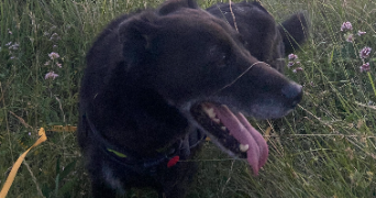 célia pet sitter à BEAUMONT 63110_1