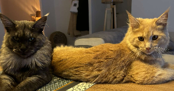 fatiha pet sitter à PERPIGNAN 66100_2