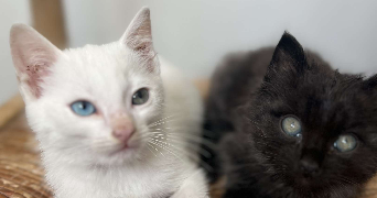 mayalen pet sitter à MAULEON LICHARRE 64130_1