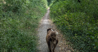 celine pet sitter à SEYSSINS 38180_8