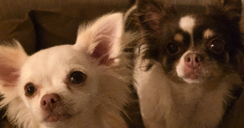 ynes pet sitter à CARENNAC 46110_5