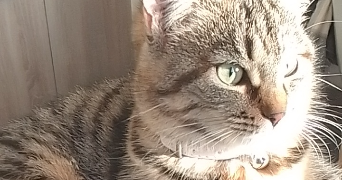 océane pet sitter à La loupe 28240_4