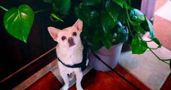 elodie pet sitter à PARIS 13 75013_8