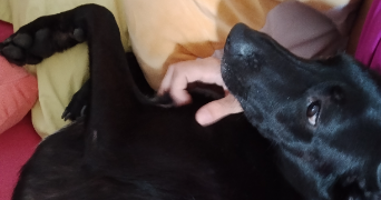 clemence pet sitter à ORLEANS 45000_3