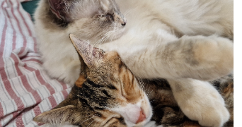 iliana pet sitter à AUCAMVILLE 82600_8