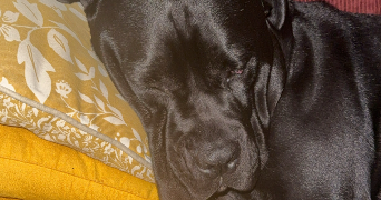 lisa pet sitter à ST MARTIN D HERES 38400_5