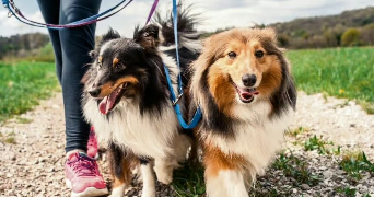 marie pet sitter à CASTILLON D ARTHEZ 64370_6