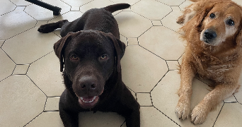 regina dog sitter à CHAMPCUEIL 91750_4