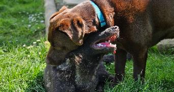 marlene pet sitter à AUNEAU BLEURY ST SYMPHORIEN 28700_51