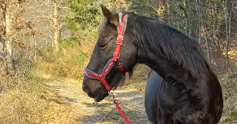 manon pet sitter à FLORAC TROIS RIVIERES 48400_3