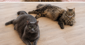 olivia pet sitter à ST LAURENT BLANGY 62223_1