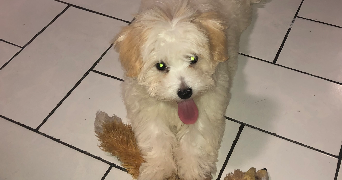 naïdie pet sitter à STRASBOURG 67000_9