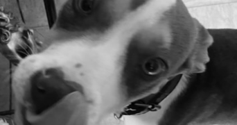 maeva pet sitter à REIMS 51100_1