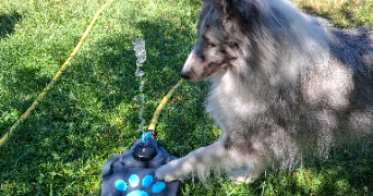 armelle pet sitter à DREUIL LES AMIENS 80470_0