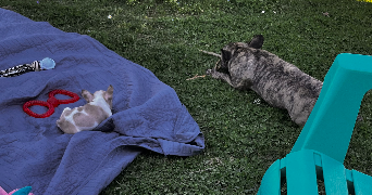 alice pet sitter à ST EGREVE 38120_9