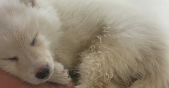 clémentine pet sitter à LYON 08 69008_1