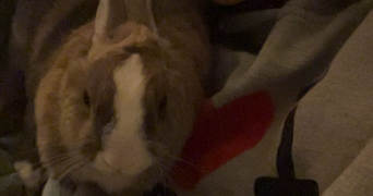 salomé pet sitter à VIUZ EN SALLAZ 74250_2