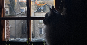 valentine pet sitter à Saint Malo  35400_1