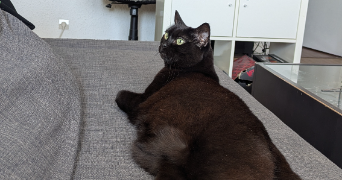 emilie cat sitter à DIJON 21000_1