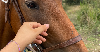 caitlin pet sitter à MARNES LA COQUETTE 92430_1