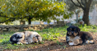 emilie pet sitter à TOULON 83200_5