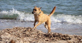 ninon pet sitter à NICE 06000_2