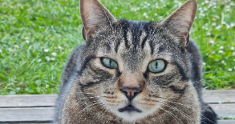 nolwenn cat sitter à CRETEIL 94000_1