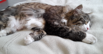 axelle pet sitter à LONGJUMEAU 91160_3