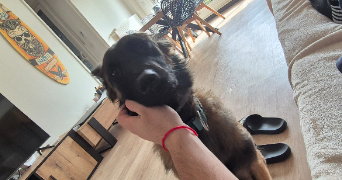 dusan pet sitter à VAUJOURS 93410_0