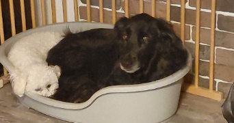 carine pet sitter à ST JUST CHALEYSSIN 38540_3