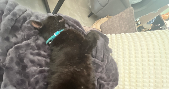 elia pet sitter à TOURS 37000_0