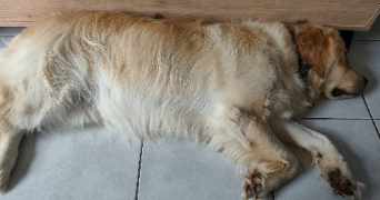 hélène pet sitter à FRANQUEVILLE ST PIERRE 76520_1