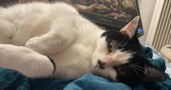 juliette pet sitter à BESANCON 25000