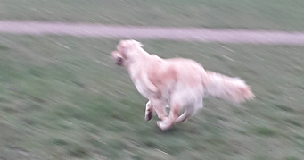 yannick pet sitter à DORLISHEIM 67120_2