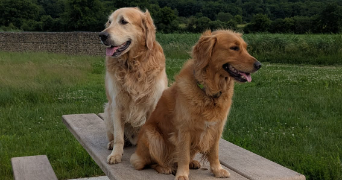 amorine pet sitter à LOGRON 28200_2