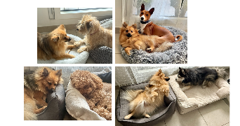 kamila pet sitter à ASNIERES SUR SEINE 92600_5