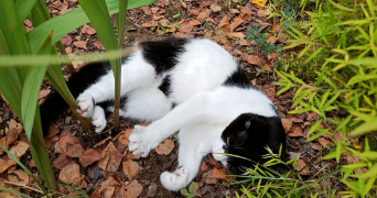 capucine pet sitter à METTRAY 37390_2