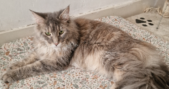 marwa pet sitter à LA CIOTAT 13600_1