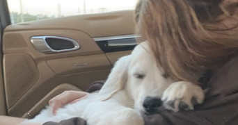 pauline pet sitter à CABESTANY 66330_0