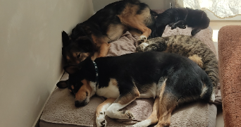 alycia pet sitter à BOUVILLE 91880_3