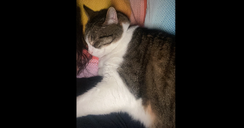 manon pet sitter à HAZEBROUCK 59190_4