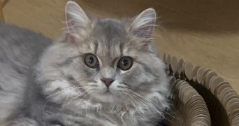 segolene cat sitter à PARIS 13 75013_6