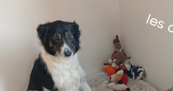 roxane pet sitter à ST ROMAIN EN VIENNOIS 84110_2