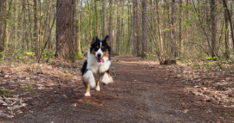 elisa pet sitter à LE MANS 72100_2